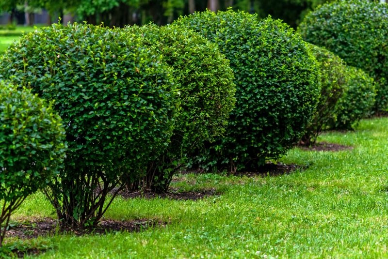 Bushes Near a Garden Path