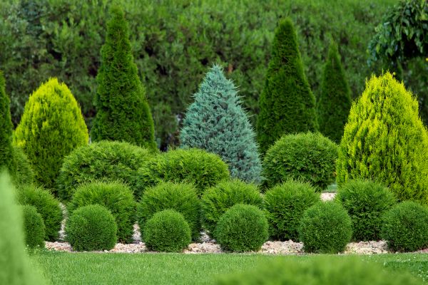 Cost of Bush Trimming Service in Grand Blanc