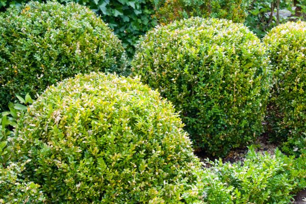 Cost of Landscape Trimming Service in Grand Blanc