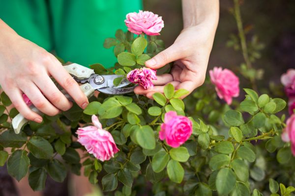 Cost of Rose Trimming in Grand Blanc