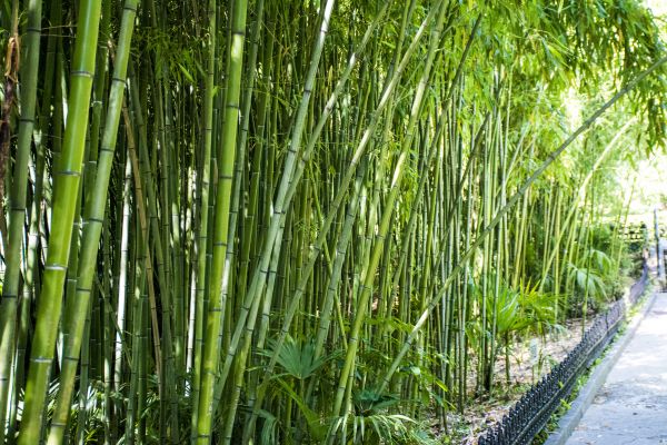 Cost of Bamboo Root Removal in Grand Blanc