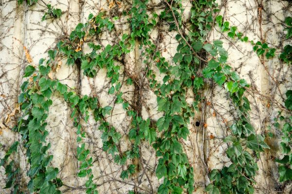 Cost of Vine Removal Service in Grand Blanc