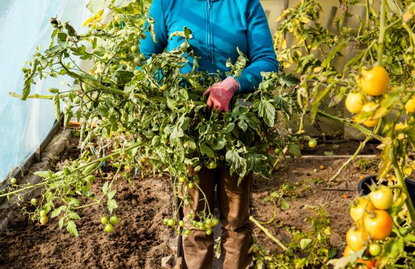 Cost of Garden Plant Removal in Grand Blanc