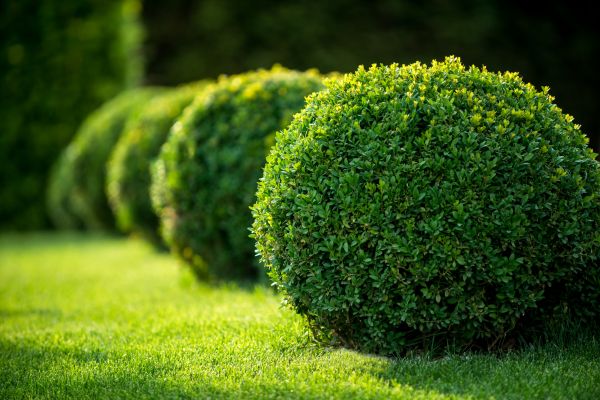 Cost of Bush Pruning in Grand Blanc