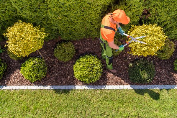 Cost of Topiary Trimming in Grand Blanc