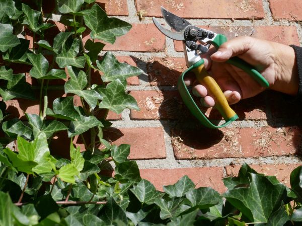 Cost of Ivy Removal Service in Grand Blanc