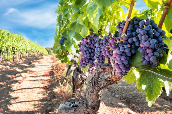 Cost of Grapevine Pruning in Grand Blanc