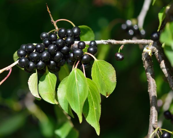 Cost of Buckthorn Removal in Grand Blanc