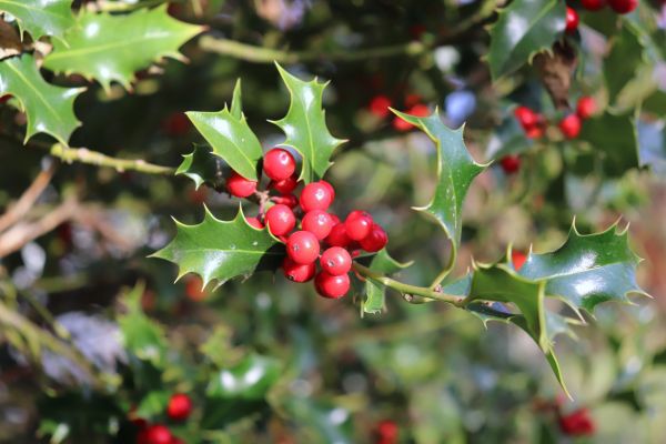 Cost of Holly Tree Trimming in Grand Blanc
