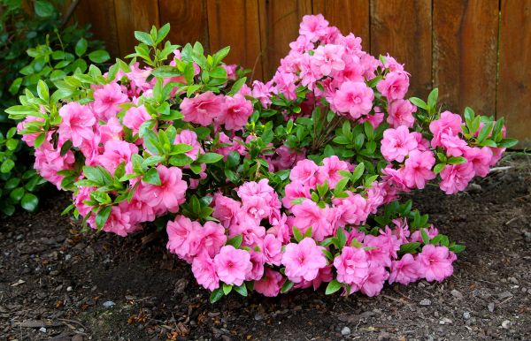 Cost of Azaleas Removal in Grand Blanc