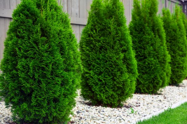 Cost of Arborvitae Pruning in Grand Blanc