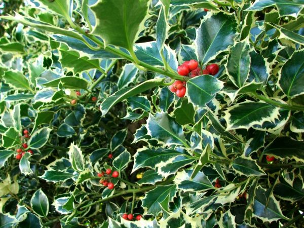 Cost of Holly Bushes Trimming in Grand Blanc