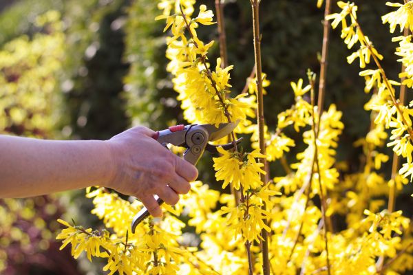 Forsythia Pruning in Grand Blanc