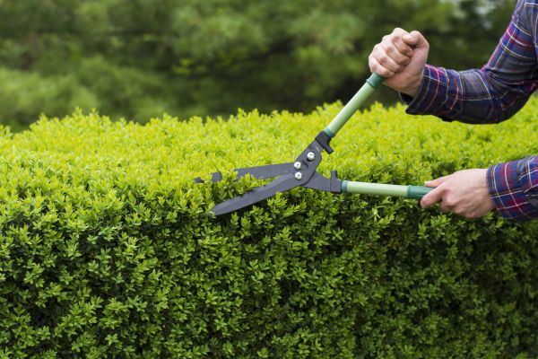 Cost of Evergreen Shrub Pruning in Grand Blanc