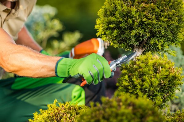 Cost of Landscape Pruning Service in Grand Blanc