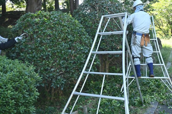 Cost of Holly Shaping in Grand Blanc