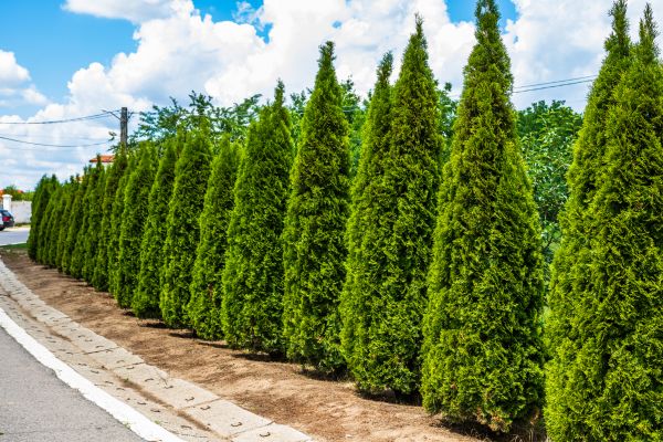 Cost of Arborvitae Shearing in Grand Blanc