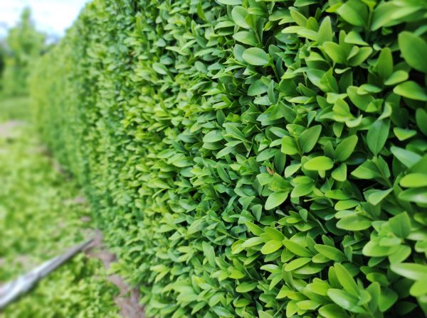 Cost of Boxwood Pruning in Grand Blanc