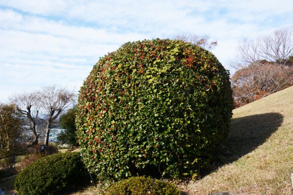 Cost of Holly Shrub Pruning in Grand Blanc