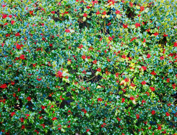 Cost of Holly Bush Removal in Grand Blanc