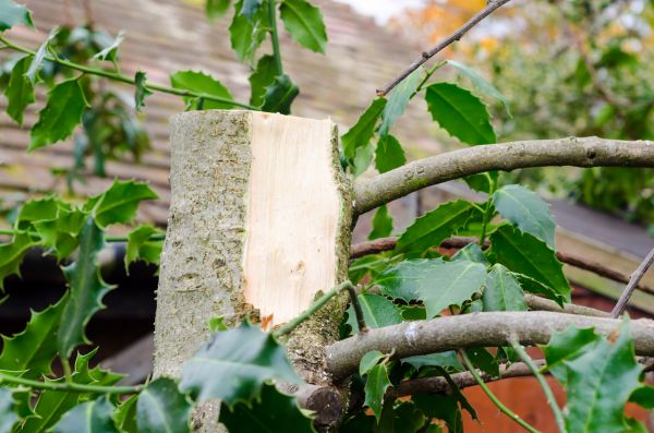 Cost of Holly Tree Removal in Grand Blanc