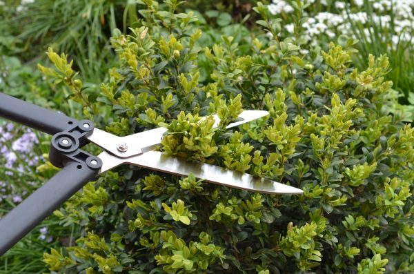 Cost of Boxwood Trimming in Grand Blanc