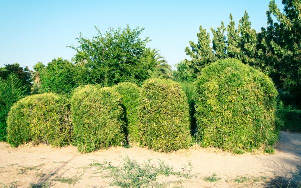 Cost of Bamboo Hedge Removal in Grand Blanc