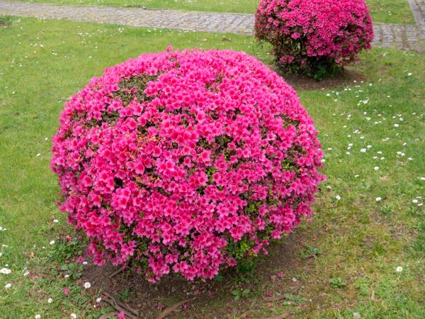 Cost of Rhododendron Pruning in Grand Blanc