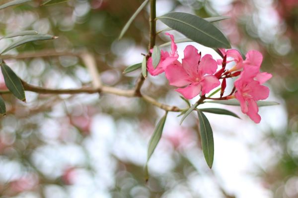 Cost of Oleander Removal in Grand Blanc