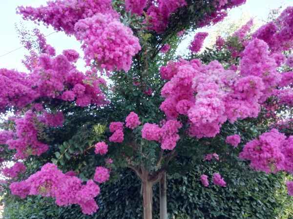 Cost of Crape Myrtle Pruning in Grand Blanc