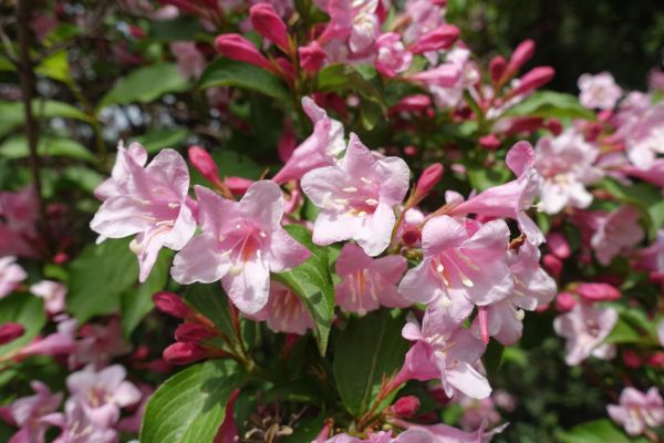 Cost of Weigela Pruning Service in Grand Blanc