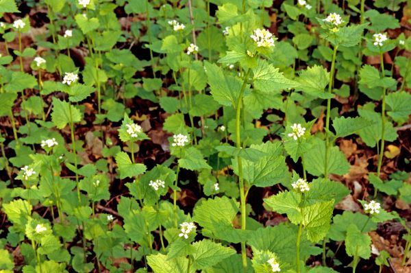 Cost of Garlic Mustard Removal in Grand Blanc