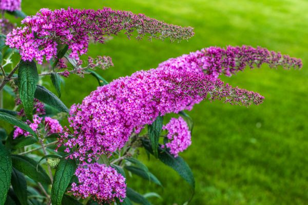 Cost of Butterfly Bush Removal in Grand Blanc