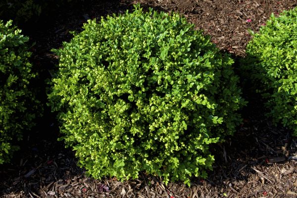 Cost of Boxwood Removal in Grand Blanc