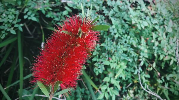 Cost of Bottlebrush Pruning in Grand Blanc
